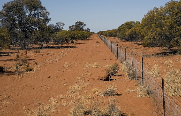 Rabbit proof fence questions and answers