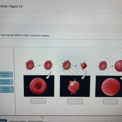 Art labeling activity figure 13.4 a