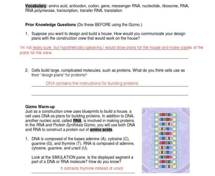 Student exploration rna and protein synthesis gizmo answers